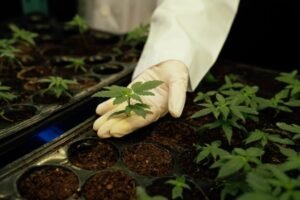 Planta joven de cannabis en laboratorio con guante de látex, utilizada para estudiar concentraciones altas de THC