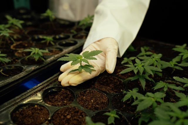 Planta joven de cannabis en laboratorio con guante de látex, utilizada para estudiar concentraciones altas de THC
